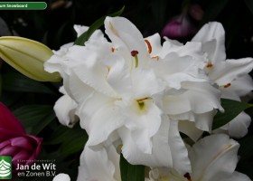 Lilium Snowboard (1)