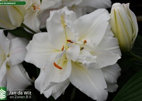 Lilium Snowboard (2)