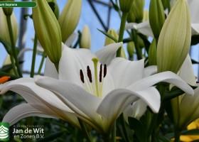 Lilium Soprano (1)