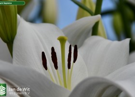 Lilium Soprano (2)