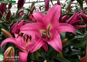 Lilium Tabledance (1)