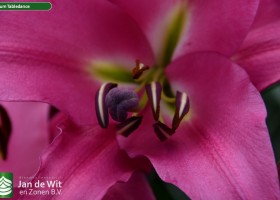 Lilium Tabledance (2)