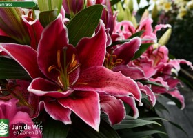 Lilium Tarzo (1)