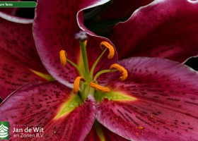 Lilium Tarzo (2)