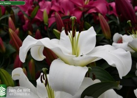 Lilium Tisento (1)