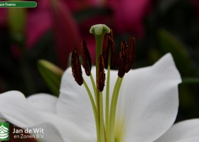 Lilium Tisento (2)