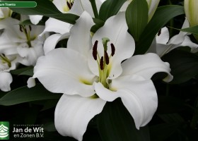 Lilium Tisento (4)