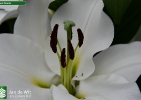 Lilium Tisento (5)