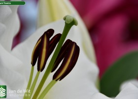 Lilium Tisento (9)