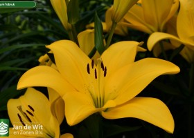 Lilium Tobruk (1)