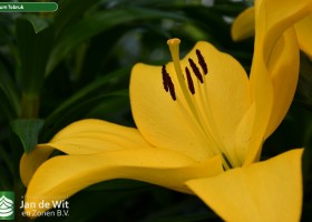 Lilium Tobruk (2)