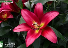 Lilium Touchstone (1)