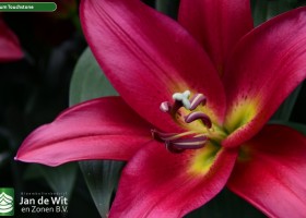 Lilium Touchstone (2)