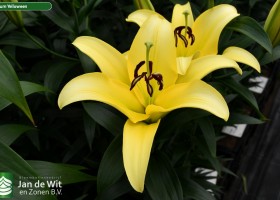 Lilium Yelloween (1)