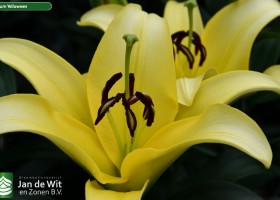 Lilium Yelloween (2)