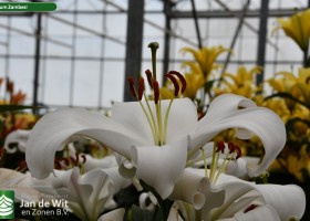 Lilium Zambesi (1)