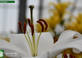 Lilium Zambesi (2)