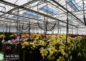 Lily test greenhouse (1)