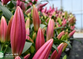 Lily test greenhouse (10)