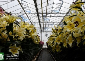 Lily test greenhouse (2)