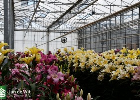 Lily test greenhouse (3)