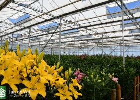 Lily test greenhouse (4)