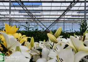 Lily test greenhouse (5)