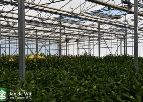 Lily test greenhouse (6)