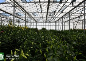 Lily test greenhouse (7)