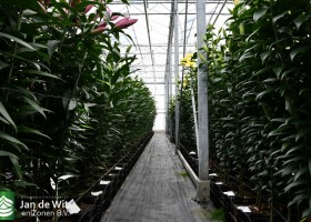 Lily test greenhouse (8)
