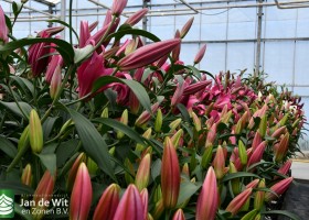 Lily test greenhouse (9)