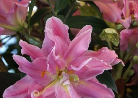 Lilium Double Surprise close-up