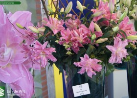 Lilium Double Surprise