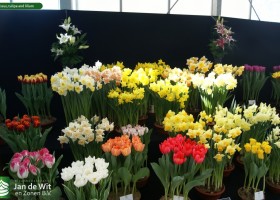Narcissus, tulipa and lilium