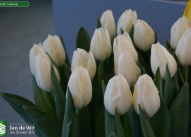 Tulipa 193-1 close-up