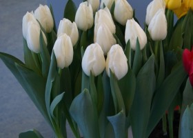 Tulipa 193-1
