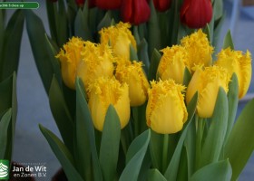 Tulipa 206-3 close-up