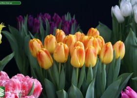 Tulipa Alras close-up