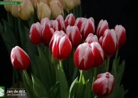 Tulipa Annemarie close-up
