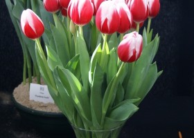 Tulipa Annemarie