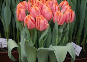 Tulipa Astronaut Andre Kuipers