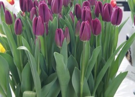 Tulipa Barracuda (2)