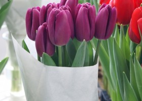 Tulipa Barracuda bos