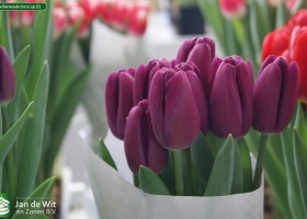 Tulipa Barracuda close-up (2)