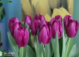 Tulipa Barracuda close-up