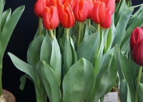 Tulipa Berini