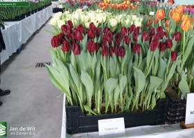 Tulipa Carpaccio (2)