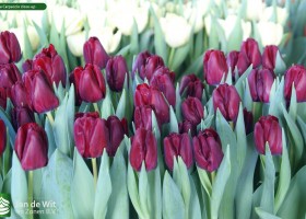 Tulipa Carpaccio close-up