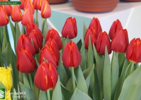 Tulipa Cartago close-up (2)