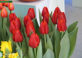 Tulipa Cartago close-up